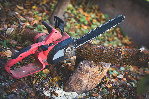 How Our Tree Care Process Works  in  Garnet, CA